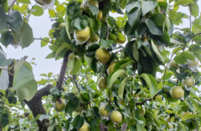 天津静海区：丰收“梨”得这么近！“金疙瘩”走上绿色发展之路