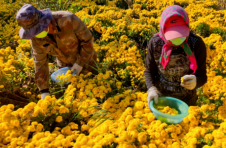 天津静海区：绚烂花海 绽放“菊花经济”