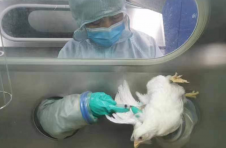 天津市科技局多举措保障实验动物安全 夯实科技条件保障基础