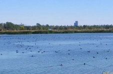 生态湿地 候鸟来栖！保护湿地天津西青区一直在行动！