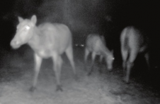 天津：红外相机首次记录七里海麋鹿“夜生活”