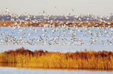 37万余只候鸟翔集北大港湿地 火烈鸟“组团”报到