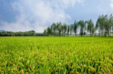 天津：院士专家助力小站稻产业振兴